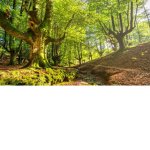 The forest of hope