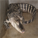 Alligator lovers!