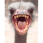 Kentucky Fried Ostrich