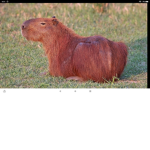 Capybaras hehe