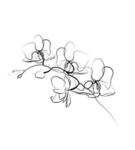 .orquídeas.