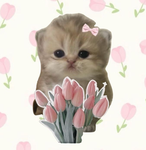 My baby Tulips<3