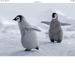 Pays penguins