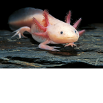 The Axolotl Gang 3.0