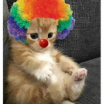 Kitten squad?