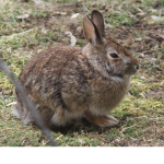 BunnyAnimations