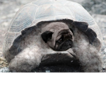 PUGS AND TURTLES!!!!!!!!!!!!!!!!!!!!!!
