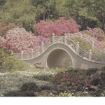 Cheri’s garden