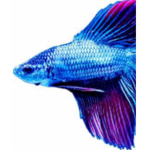 Galaxy Fish!!
