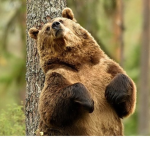 The Best Bear Cult