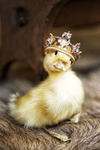 Duck Clan & The Popcats