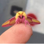 .: Fluffy Moths :.
