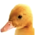 noredink