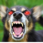 The Dog BITES