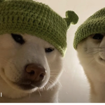 Doggo For Life