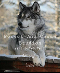 •~Forest & Ocean Studio~•