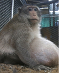 Chunky monkeys$
