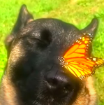 d.o.g. :)
