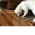 Bear so cute
