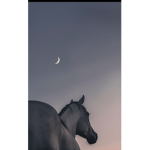 Moon horse academy!