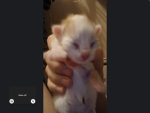 Mx._FloofyCutieGaming .Fan club