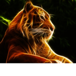 funds tiger