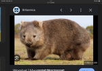 Da wombat crew