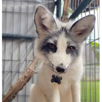~| the marble fox |~