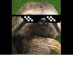 The Elite Sloth Napping Team