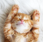 Kitten Pals :3