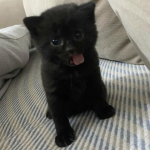 zoomメ