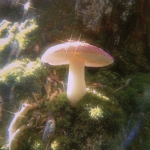 .* Mushrooms *.