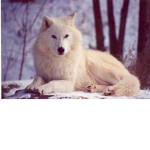 White Wolf Group
