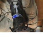 Chop the dog