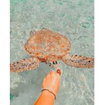 Turtles Peach