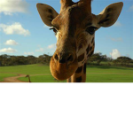 Empire of Giraffes
