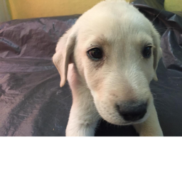 Roger el perro'