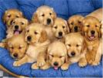Golden Retriver Puppies lovers !