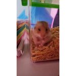ModoPrincesa