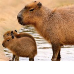 fans de capybara