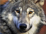Wolfs club