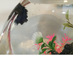 Fishies rule