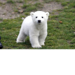 Polar__Bear