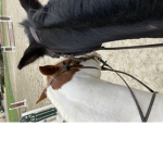 #epicequestrians2.0