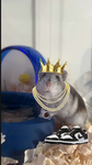 The hamsters (her name is cloudy(