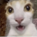 SillyCats