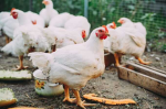 The Chicken Clan!