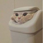 тнє dαηηα'ѕ ցяσυρ
