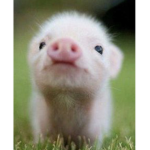 Piggy love !
