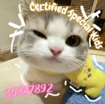 Certified Special Kids